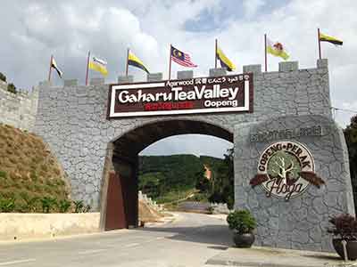 Gopeng Attractions- Gaharu Tea Valley